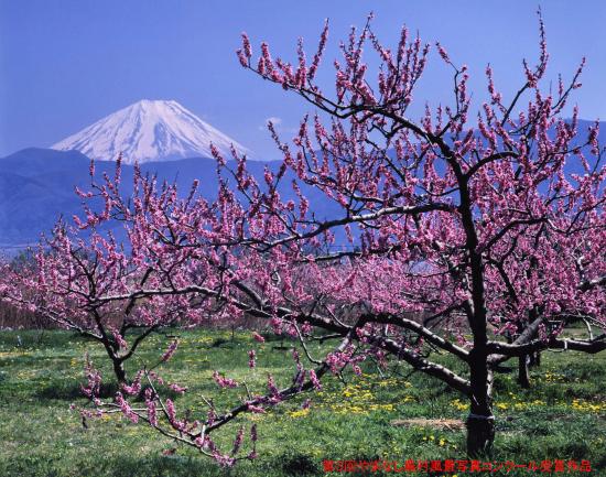 第3やまなし農村風景写真コンクール季節賞春